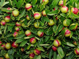 CNB Pioenenbijeenkomst 2025